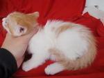 New : His fur quite long...