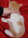 New : cute tail