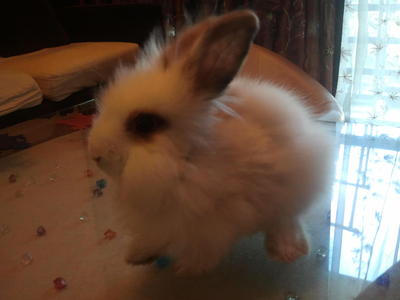 Amulu - Angora Rabbit Rabbit