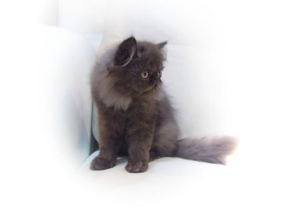 Cfa Flat Face Persian- W/video Link - Persian Cat