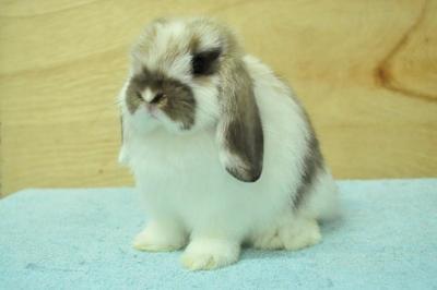 Holland Lop - Broken Tort 15 - Holland Lop Rabbit