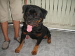 Rottweiler Puppies - Rottweiler Dog