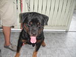 Rottweiler Puppies - Rottweiler Dog