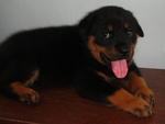 Rottweiler Puppies - Rottweiler Dog