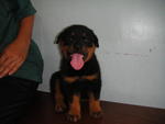 Rottweiler Puppies - Rottweiler Dog