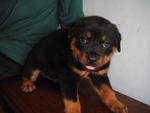 Rottweiler Puppies - Rottweiler Dog