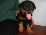 Rottweiler Puppies - Rottweiler Dog