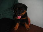 Rottweiler Puppies - Rottweiler Dog