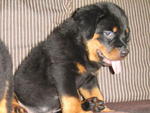 Rottweiler Puppies - Rottweiler Dog