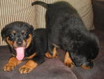 Rottweiler Puppies - Rottweiler Dog