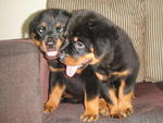 Rottweiler Puppies - Rottweiler Dog