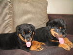 Rottweiler Puppies - Rottweiler Dog