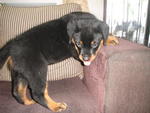 Rottweiler Puppies - Rottweiler Dog