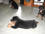 Rottweiler Puppies - Rottweiler Dog