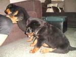 Rottweiler Puppies - Rottweiler Dog