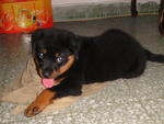 Rottweiler Puppies - Rottweiler Dog