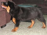 Rottweiler Puppies - Rottweiler Dog