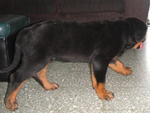 Rottweiler Puppies - Rottweiler Dog