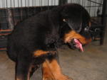 Rottweiler Puppies - Rottweiler Dog