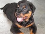 Rottweiler Puppies - Rottweiler Dog