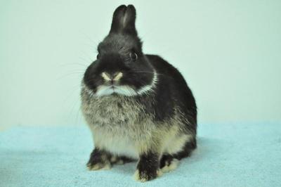 Netherland Dwarf - Black Otter 15 - Netherland Dwarf Rabbit