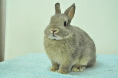 Netherland Dwarf - Opal  15 - Netherland Dwarf Rabbit