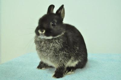 Netherland Dwarf - Black Otter 17 - Netherland Dwarf Rabbit