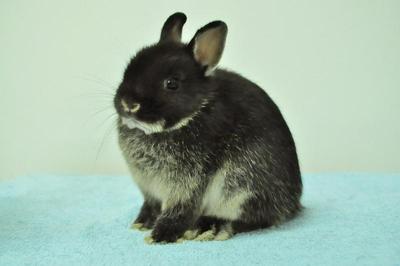 Netherland Dwarf - Black Otter 18 - Netherland Dwarf Rabbit