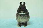 Netherland Dwarf - Black Otter 18 - Netherland Dwarf Rabbit