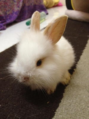 PF31276 - Angora Rabbit Rabbit