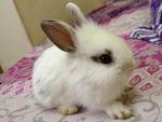 PF31276 - Angora Rabbit Rabbit