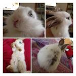 PF31276 - Angora Rabbit Rabbit