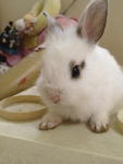 PF31276 - Angora Rabbit Rabbit