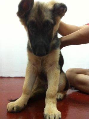 Big Bone German Shepherd - German Shepherd Dog Dog