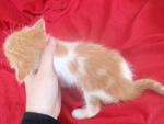 He has a straight tail.