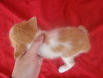 Hey, u cant see my tail...he...he...