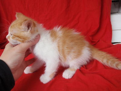 White Orange Boy 2 - Domestic Medium Hair + Domestic Short Hair Cat
