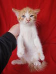 New : his belly is snowy white