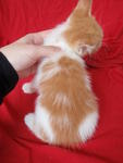 New : hiding his tail