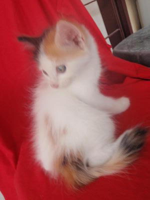 Local Mix Persian (Cotton) - Persian + Domestic Medium Hair Cat