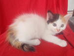 She has straight & fluffy tail.