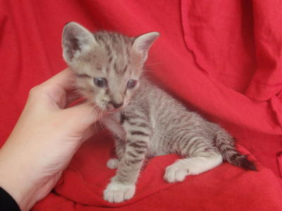 White Tiger (Bengal Mix) - Bengal + Domestic Short Hair Cat