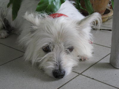 Snowball - Skye Terrier Mix Dog