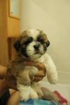 Shih Tzu - Shih Tzu Dog