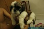 Shih Tzu - Shih Tzu Dog