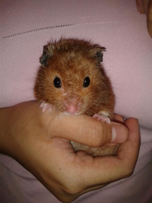 Hamster - Syrian / Golden Hamster Hamster