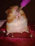 Hamster - Syrian / Golden Hamster Hamster