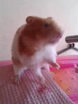 Hamster - Syrian / Golden Hamster Hamster