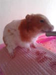 Hamster - Syrian / Golden Hamster Hamster