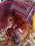 Hamster - Syrian / Golden Hamster Hamster